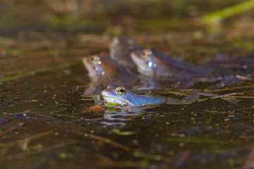 moor frog (rana arvalis)