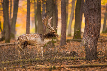 Naklejka na ściany i meble Beautiful color background of autumn nature in the woods with wild deer. Fallow deer, (Dama dama)
