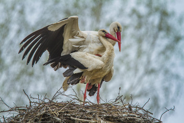 Two white stork Ciconia ciconia is mating in the nest