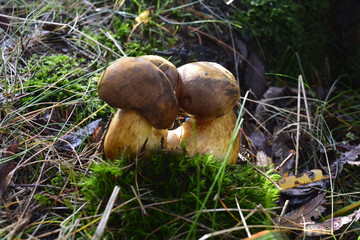 Grzyby na mchu w lecie, podrzybki © Marcin