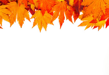 Naklejka na ściany i meble autumn maple leaf leaves