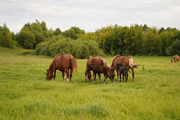 horses grazing in a meadow