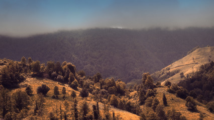 Brown Forest