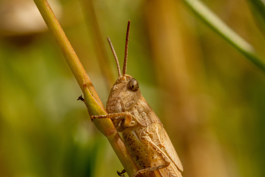 Macro of grashopper sitting on a twig