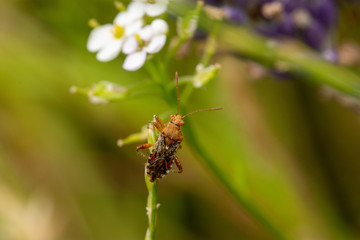 Macro of scentless plant bug sitting on a twig (Rhopalus subrufus)