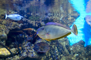 Fototapeta na wymiar Bignose unicornfish Naso vlamingii tropical sea and ocean fish