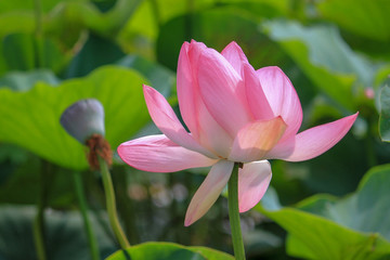 Obraz premium pink lotus flower in pond