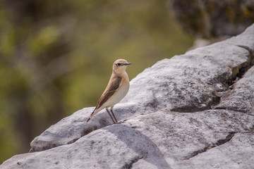 bird on a stone