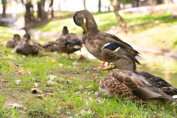 ducks sit on shore of pond of city park