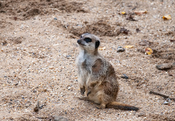 A lone Meerkat (Suricata suricatta)