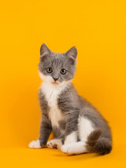 Cute gray kitten carefully looking at copy space on a yellow background.