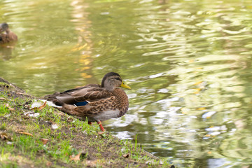 duck sits on shore of pond city Park