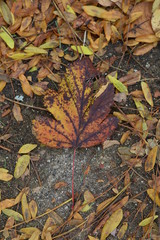 Golden fall leaf on pavement trail.