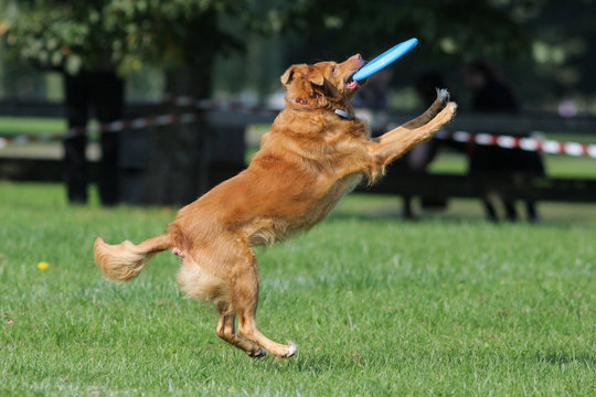 The dog bears frisbee in a mouth