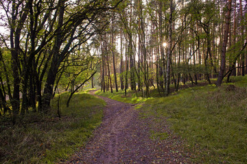 Fototapeta premium Path in the forest
