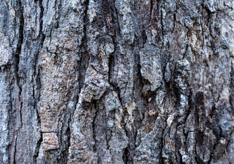 Close up tree bark