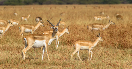 A male blackbuck in the grasslands of the Velavadar National Park in Gujarat, India, with its herd in the background.