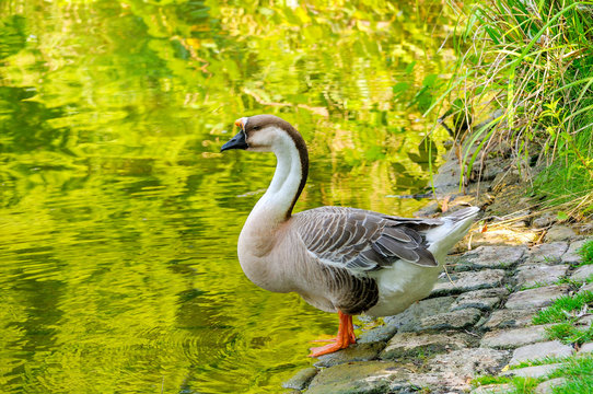 Gray goose stands on the shore of the lake.