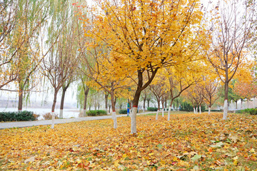 Autumn scenery in the park