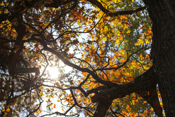 sun light and oak branches