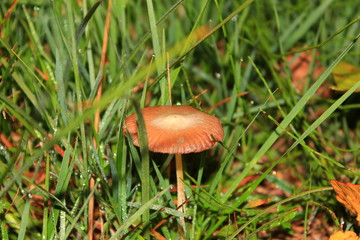 Brown mushroom in the grass