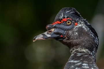 Close-up portrait in a profile of a musk duck (Cairina moskata)