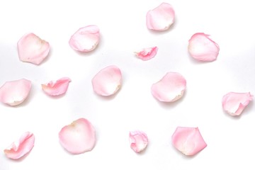 A group of sweet pink rose corollas on white isolated with copy space and softy style 