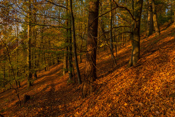 Obraz premium Color orange forest in Moravia region in sunny color orange day