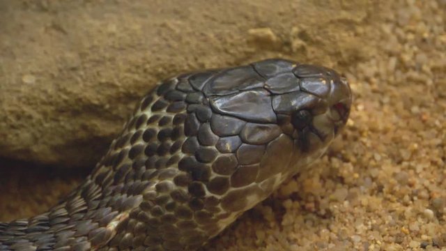 Close up of cobra head crawling around in sand in slow motion pointing to the right.