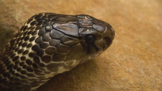 Close up of cobra head on a rock in slow motion with tongue coming out pointing to the right.