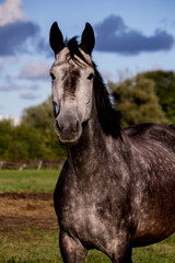 Obraz na płótnie Canvas Portrait of gray horse in summer