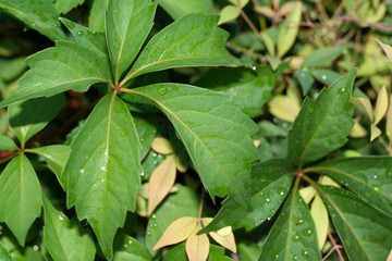Raindrop Closeup On Plant