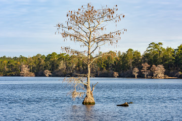 Singletary Lake State Park,North Carolina ,USA