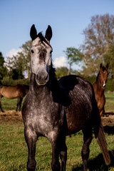 Portrait of gray horse in summer