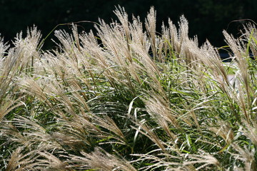 Windblown grasses