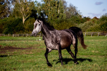 Gray horse trotting in the pasture