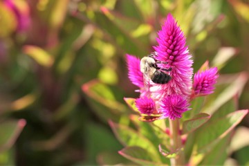 Pollinating Bee