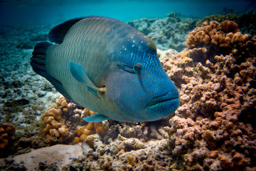 Fototapeta na wymiar napoleon fish
