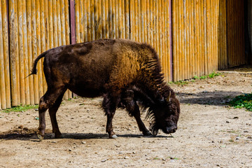 Auroch (Bison bonasus) in a corral at farm