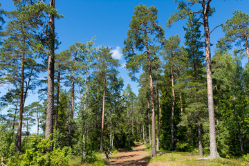 Obraz premium Forest on mount Eleon on the island of Valaam