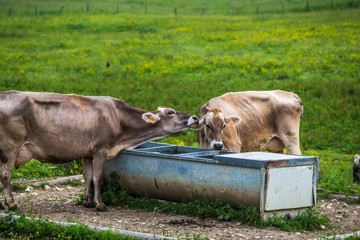 Cows (Swiss Braunvieh Breed) showing their feelings to each other next to the waterhole.