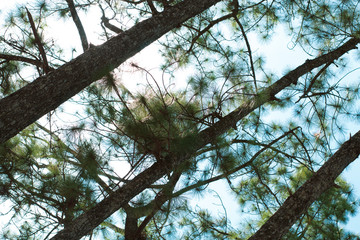 forest of nature fir leaf tree in wildlife on summer sunset light background, vacation holiday and travel to natural environment park