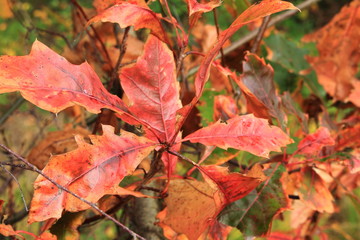 wunderschönes Herbslaub