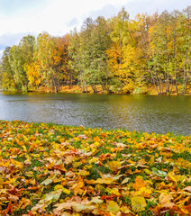 Fallen yellow leaves on green grass near a lake in a park on a sunny day. Autumn background