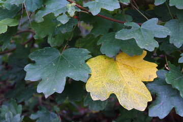 wunderschönes Herbslaub