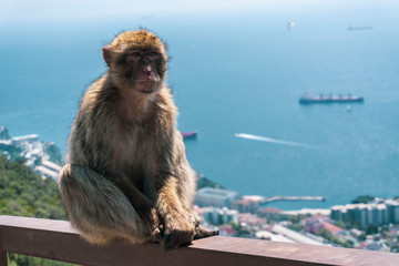 little monkey sitting on bench