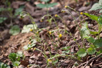 coltsfoot in a forest 