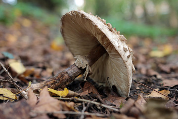 Fallen mushroom between foliage viewed from below in the park in autumn