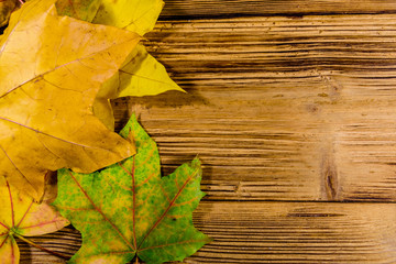 Heap of the yellow maple leaves on a wooden table. Top view