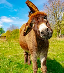 Fototapeten Esel Wildlife, pasture, Germany - A dear young donkey lives in a pasture near Marburg and looks you in the face.  © Copula